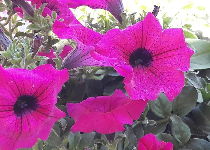 Onda Blu Appart hôtel