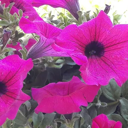 Onda Blu 아파트호텔